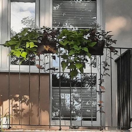 Apartament Jak w Domu Zamosc  Bagian luar foto